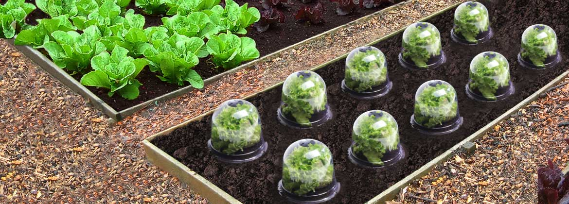 Cloche à salades x12 serre de protection pour plants